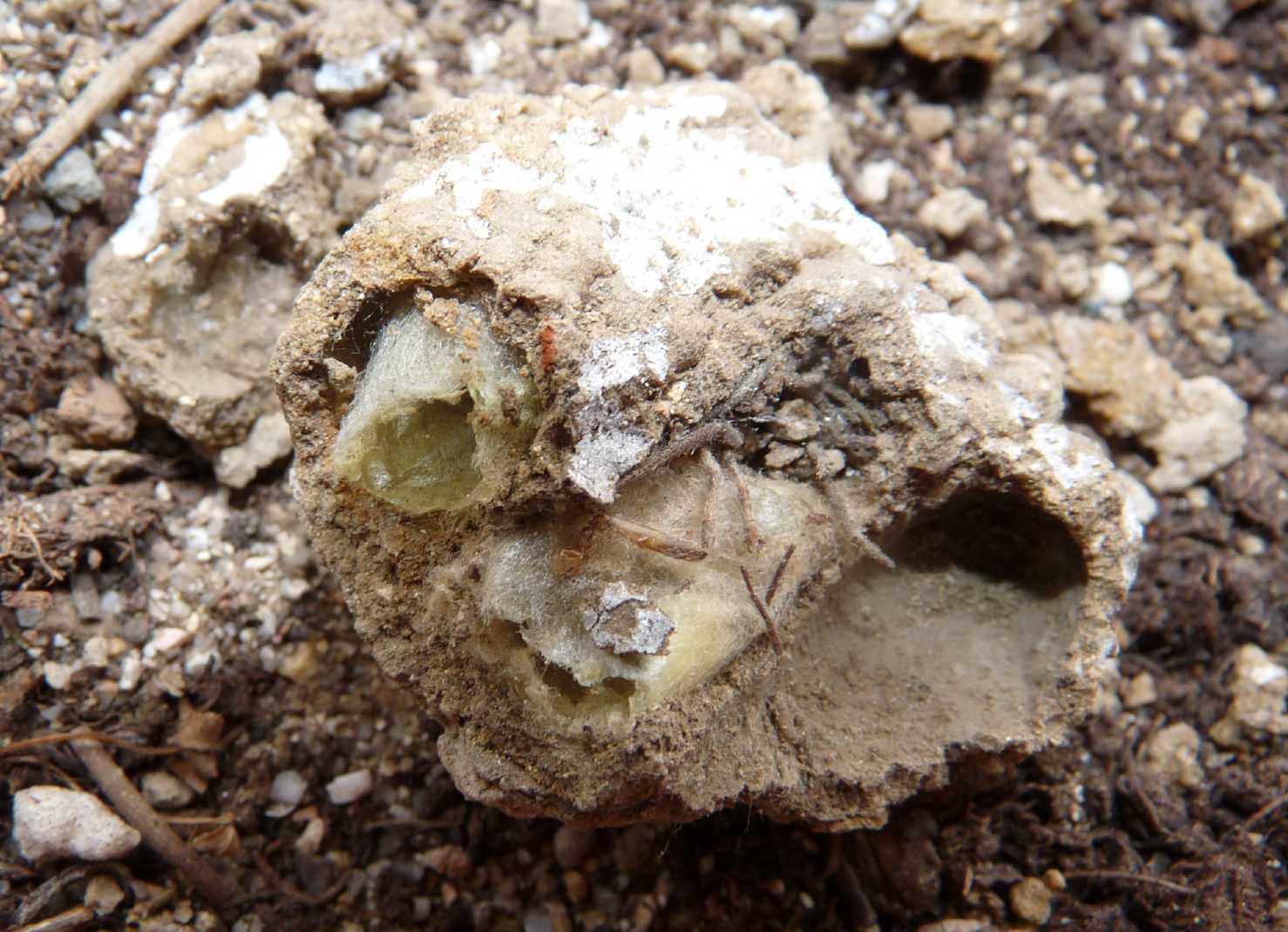 Chi la fa l''aspetti... Sceliphron vs Acroricnus